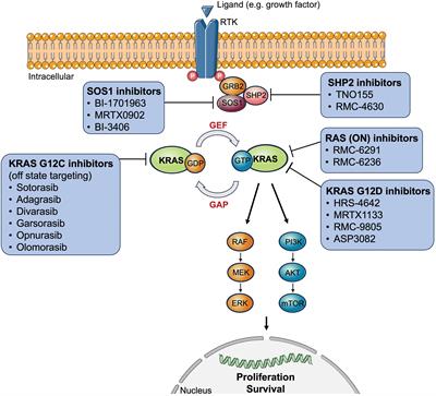 Resistance to KRAS inhibition in advanced non-small cell lung cancer